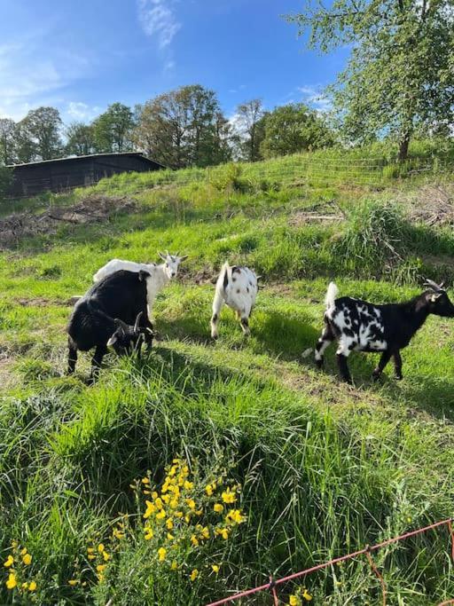 Bornhahn - Idylle Im Westerwald Katzwinkel  Ngoại thất bức ảnh