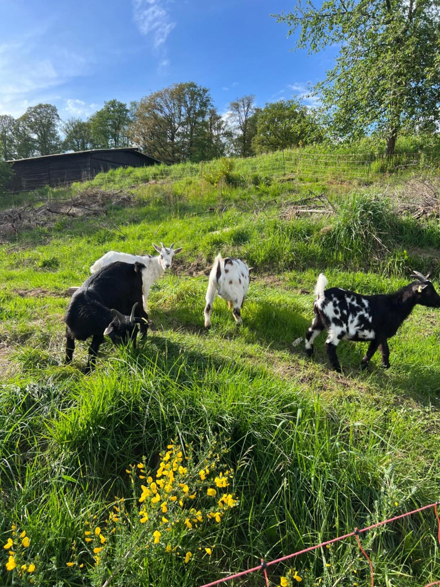 Bornhahn - Idylle Im Westerwald Katzwinkel  Ngoại thất bức ảnh